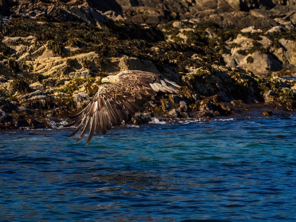 P1001633-LR-topaz-denoise-enhance | Natur im Moment - Realisiert mit Pictrs.com