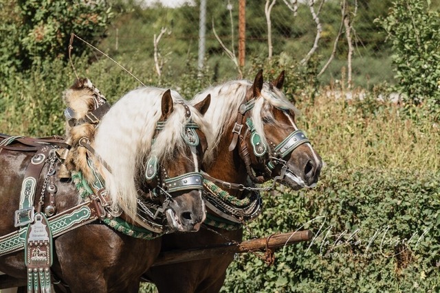 7V6A1452 | natalia-nirschl-photography