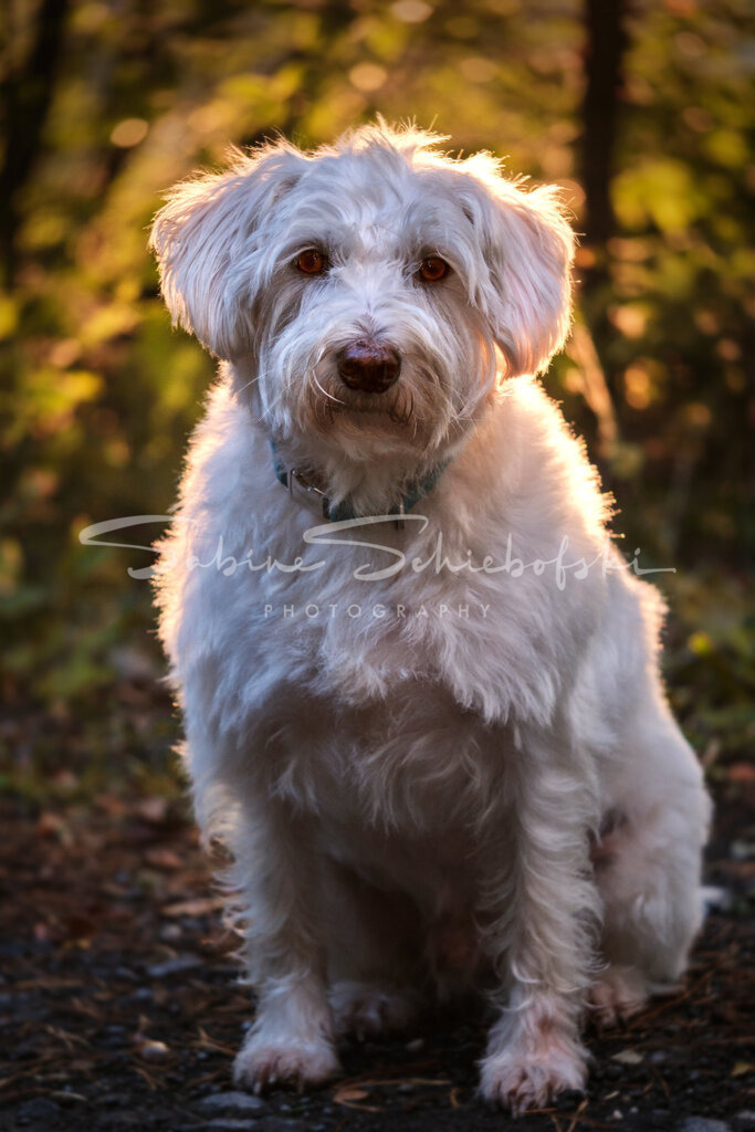 Picco_23-10-032023_10_3_DSCF2617 | People- und Tierfotografie, Imageaufnahmen, Veranstaltungsfotografie und Wandbilder aus der Natur ★ Made in Germany ✔️ Druck + Downloads ✔️ Naturfotografie in Top Qualität ★ schneller Versand, weltweite Lieferung! - Realisiert mit Pictrs.com