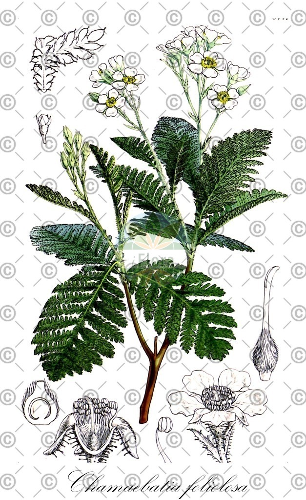 HistAbb_wfo-0001003409_1_ENZY_Simple | Historische Abbildung von Chamaebatia foliolosa - Rosaceae | Historical Illustration of Chamaebatia foliolosa - Rosaceae