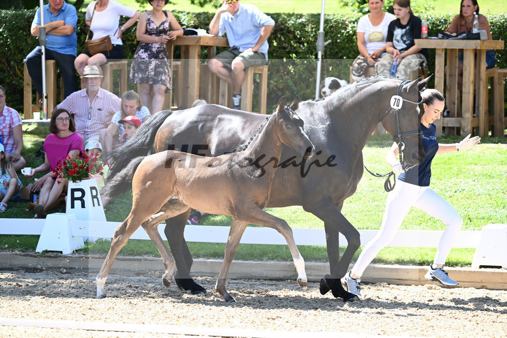 Kat-Nr. 70 HF Van Dijk x Royaldik_Hoffmann_27230757 | hf-fotografie - Realisiert mit Pictrs.com