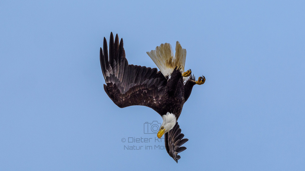 P1628534-LR | Natur im Moment - Realisiert mit Pictrs.com