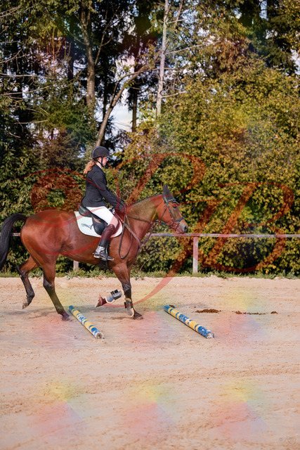 2026_10_03_Siefer-Hof_143437_Z81_02502327 | Professionelle Reitsport-, Turnier- und Eventfotografie von Robert Broda. Galerien mit ausgewählten und bearbeiteten Bildern direkt online ansehen und bestellen.