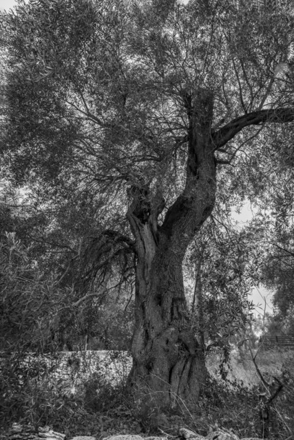 Olive Baum / Olea europaea, Olivia / Olive tree | Kreative Fotografie von Fotoloft-MaciejRusinek aus Frankfurt am Main. Große Motivauswahl in individuell ausgewählten Formaten auf unterschiedlichen Materialien. Bestellen bequem online.
Preise sind variable, je nach Material und Größe. 
 - Realisiert mit Pictrs.com