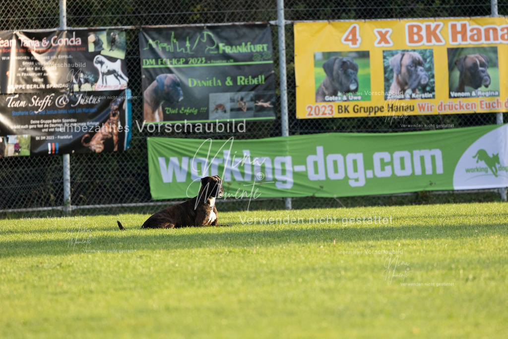 _16A5984 | Einzigartige Fotos von Hunden & Menschen –Actionfotos, Portraits, Vereinsaufnahmen & Paarshootings – authentisch, lebendig & mit Herz.
