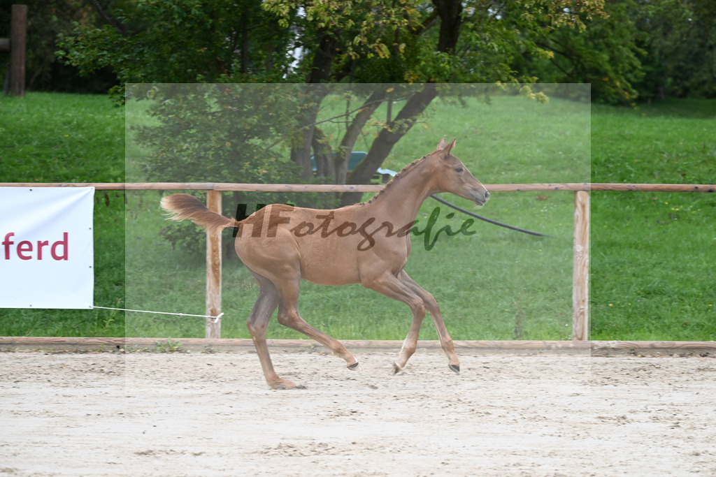 Kat-Nr. 2 SF Benicio_Schneider_25230044 | hf-fotografie - Realizzato con Pictrs.com