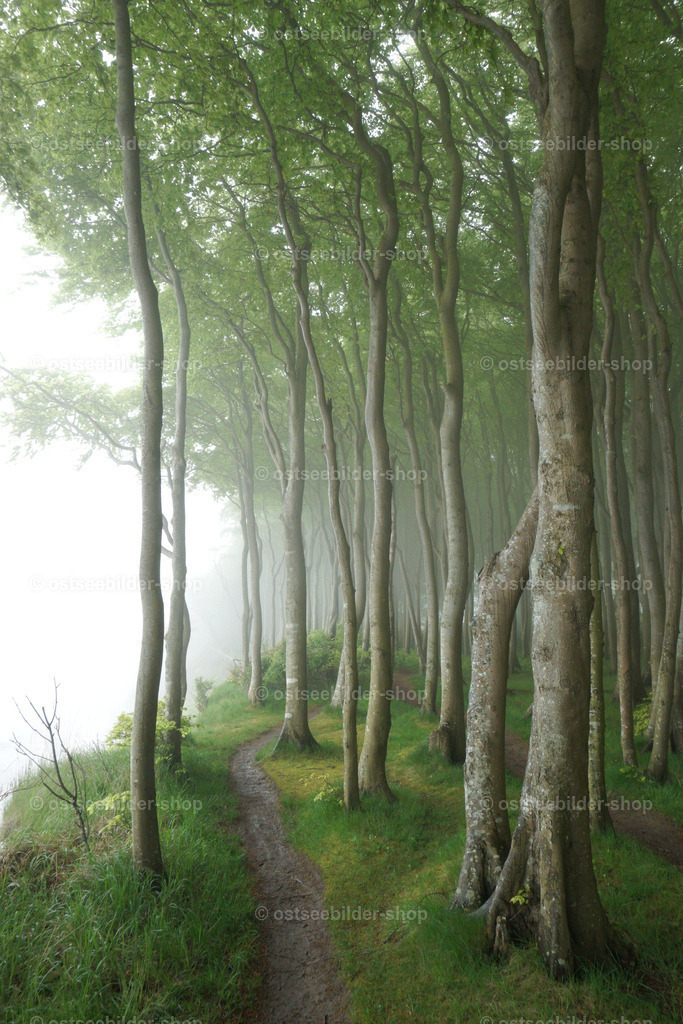 Geheimnisvoller Küstenwald | Seenebel verwandelt einen Buchenwald an der Küste in einen mystischen Ort.