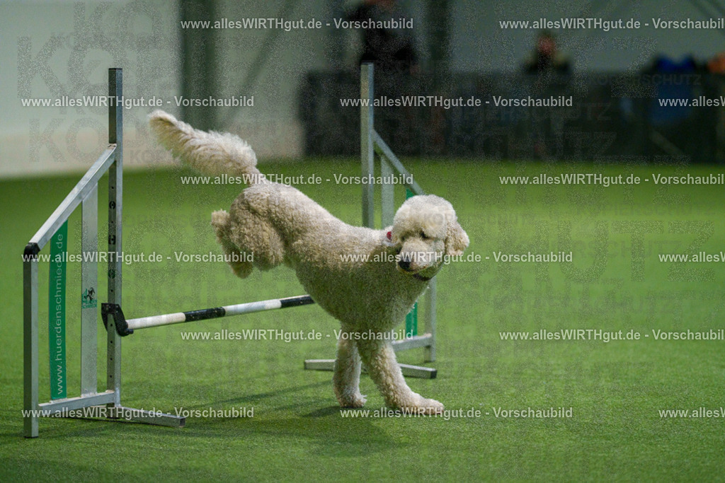 7R505570 | Professionelle Tierfotografie in Mönchengladbach von Daniel Wirth (allesWIRTHgut). Liebevolle & natürliche Bilder von Hunden & Katzen für unvergessliche Erinnerungen.