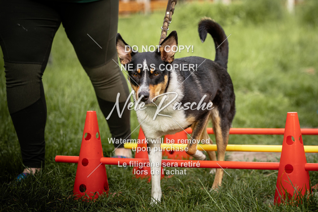 nelerasche_So-earlydog_40 | nelerasche