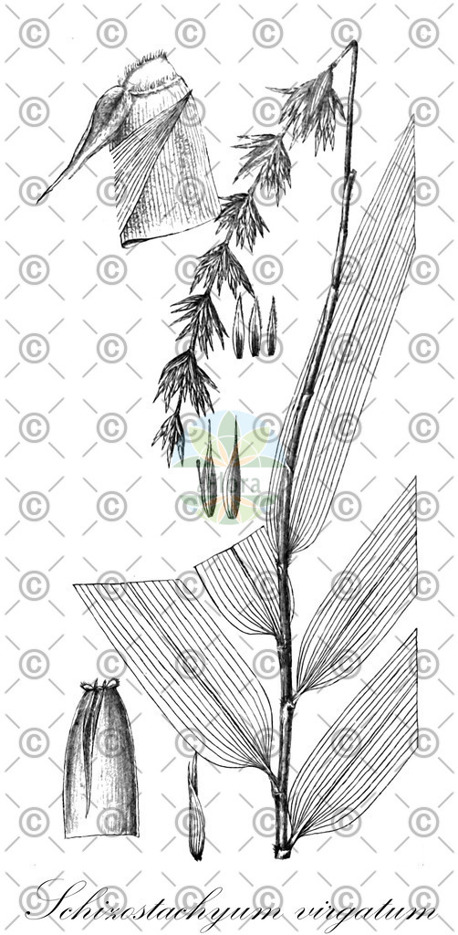 HistAbb_7DQT_2_ENZY_Simple | Historische Abbildung von Schizostachyum virgatum - Poaceae | Historical Illustration of Schizostachyum virgatum - Poaceae