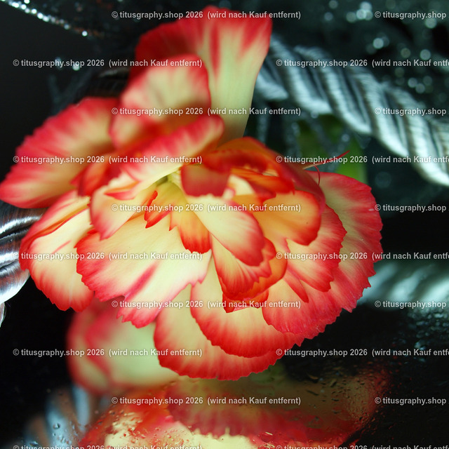 P5106787_edited | Fotokunstarbeit aus der INSTAGRAM-Gallerie auf titusgraphy.eu - Realisiert mit Pictrs.com