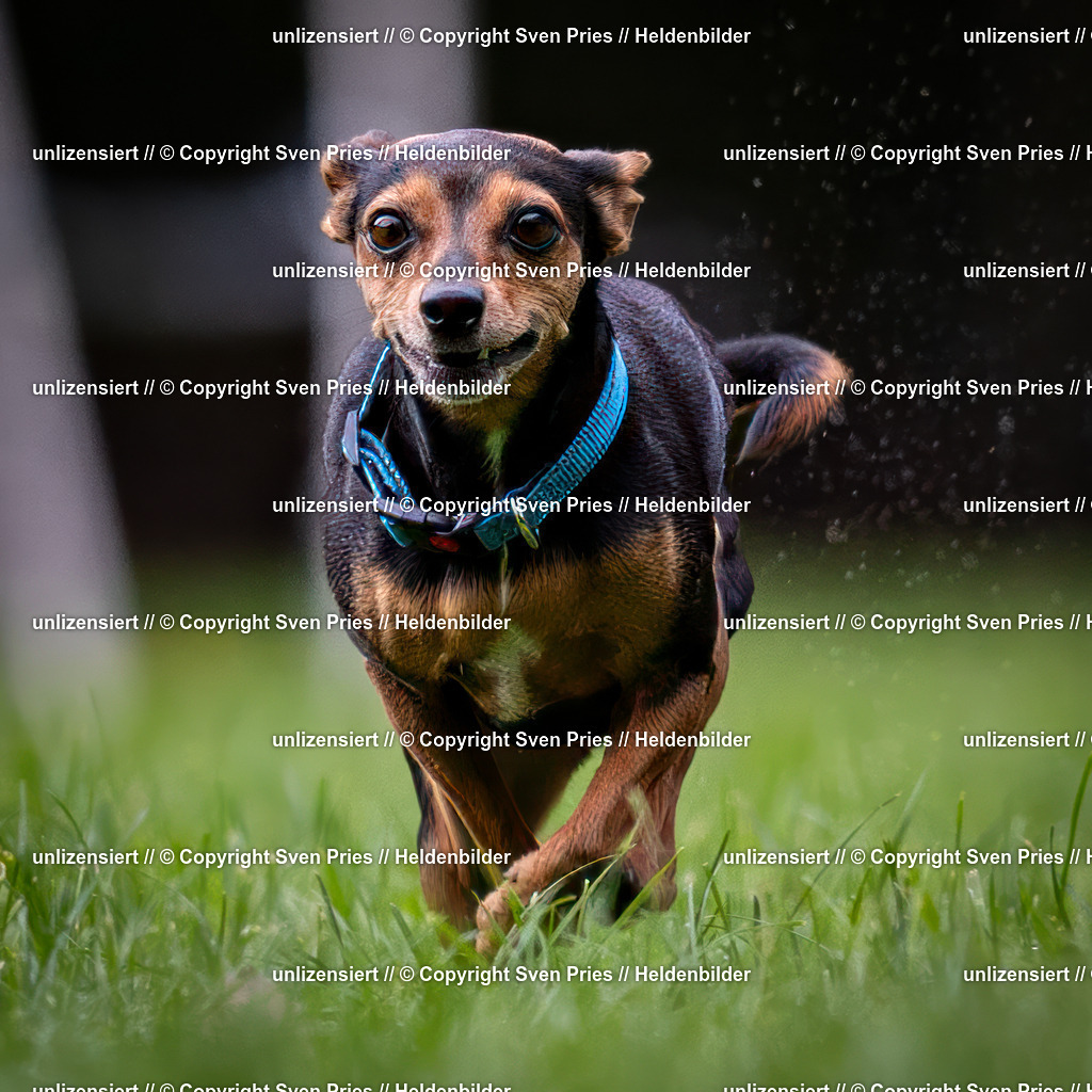 Sven Pries | 2024-10-19 - Hunderennen Ober-Grombach - Realisiert mit Pictrs.com