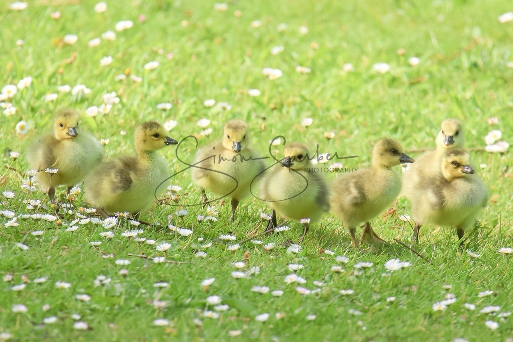 Kanadagansküken | Simone Sperber, svb-photography,Fotografin,Bilddesignerin,Naturfotografie,Macrofotografie,Tierfotografie,Wildtierfotografie,Ausstellungen,Auftragsfotografie,Kunst,Art,Photographer,Shootings,Bildberatbeitung,Galerie,Shop