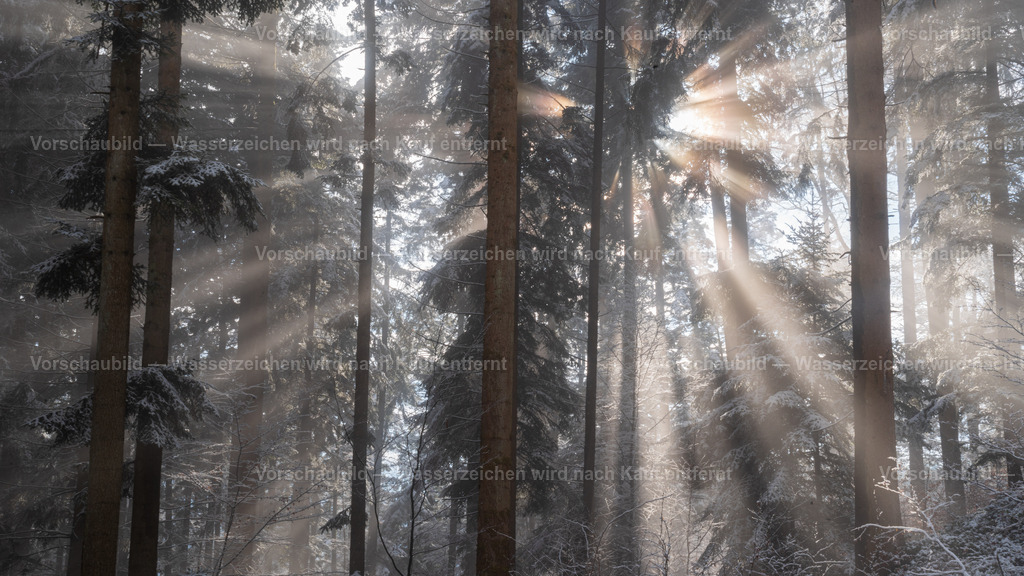 Lichtexplosion | Wintersonne im Schwarzwald - Realisiert mit Pictrs.com