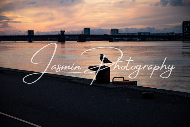 IMG_6001 | Fotoshop Jasmin Photography
Fotografin Mannheim
Fotos Ludwigshafen
Fotografie Mannheim
hochzeitsfotografie
Hochzeitsfotografie Mannheim
Fotografie Altrip
Hochzeitsfotograf Mannheim - Realisiert mit Pictrs.com