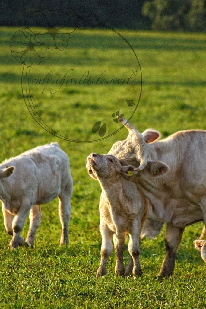 IMG_6982-01 | only.this.little.world - Realisiert mit Pictrs.com