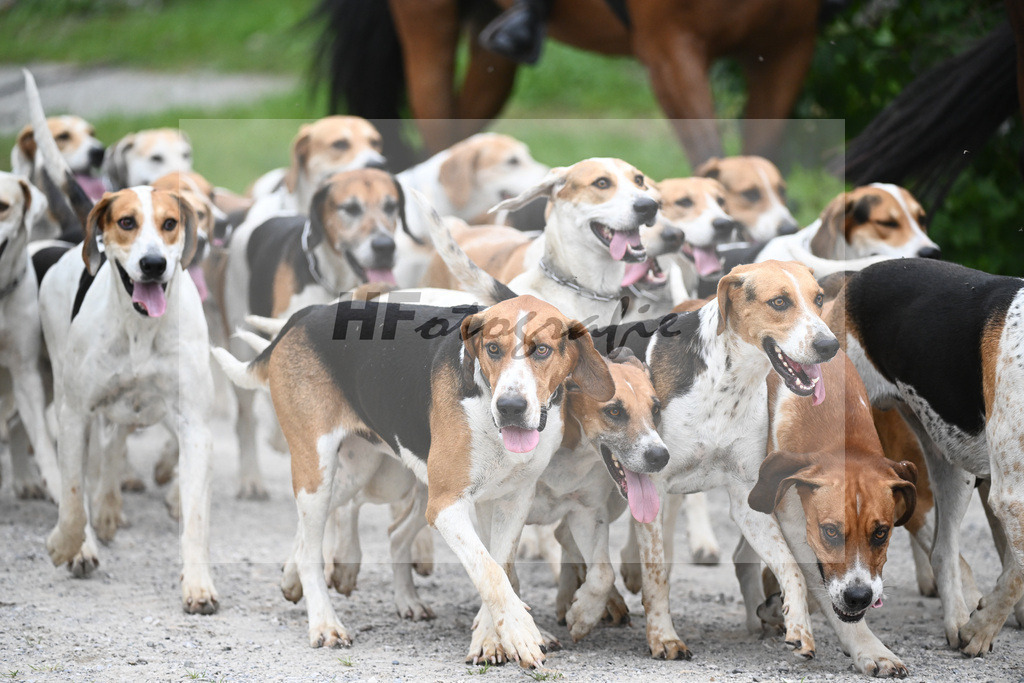 Jagdschaubild Schleppjagdverein Bayern_36240791 | hf-fotografie - Realisiert mit Pictrs.com