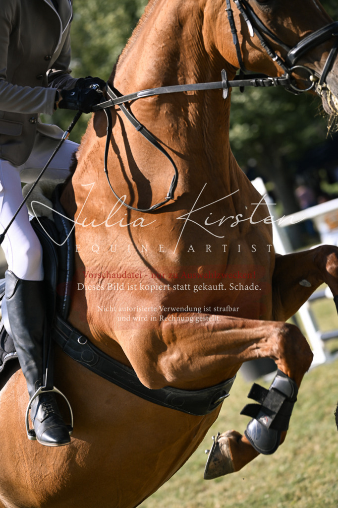DSC_1310 | Pferde- und Turnierfotografie in Westsachsen. Pferdeportraits, Auftragszeichnungen und intuitive Kunst.