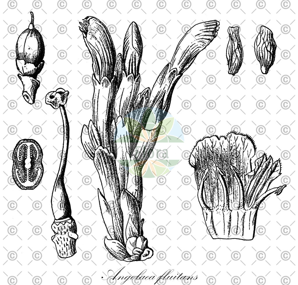 HistAbb_wfo-0000536542_203_ENZY_Simple | Historische Abbildung von Angolaea fluitans - Podostemaceae | Historical Illustration of Angolaea fluitans - Podostemaceae