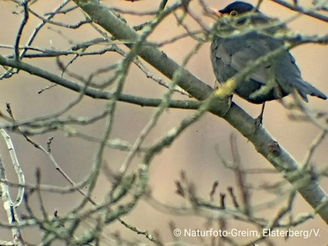 moenchsgrasmuecke | Verkauf von Fotos und  Videoclips zumThema Natur.Motive sind Pflanzen, Tiere, Landschaftenund Wetter - Realisiert mit Pictrs.com