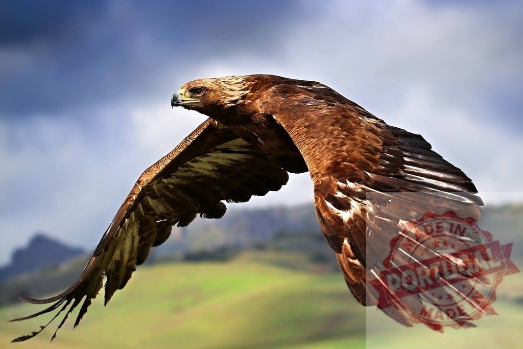 Golden eagle flying wings spread over green landscape | Majestic golden eagle soaring through the sky with outstretched wings over hills - Realized with Pictrs.com