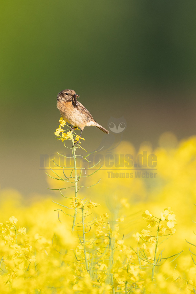 R6M34902_20260507 | Ein weibliches Schwarzkehlchen (Saxicola rubicola) sitzt auf einer gelb blühenden Rapspflanze und hält ein Insekt im Schnabel. Der Hintergrund zeigt ein unscharfes Rapsfeld und einen grünen Bereich. - Realisiert mit Pictrs.com