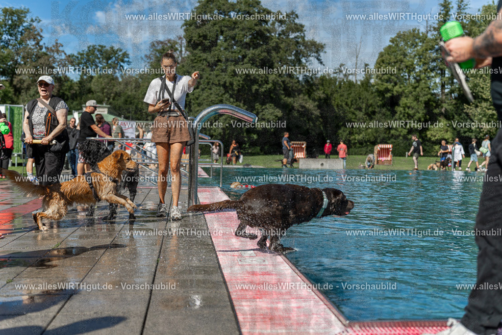 Hundeschwimmen_Volksbad_2026-allesWIRTHgut_Tierfotografie-2609061157-110737-7R500012 | Professionelle Tierfotografie in Mönchengladbach von Daniel Wirth (allesWIRTHgut). Liebevolle & natürliche Bilder von Hunden & Katzen für unvergessliche Erinnerungen.