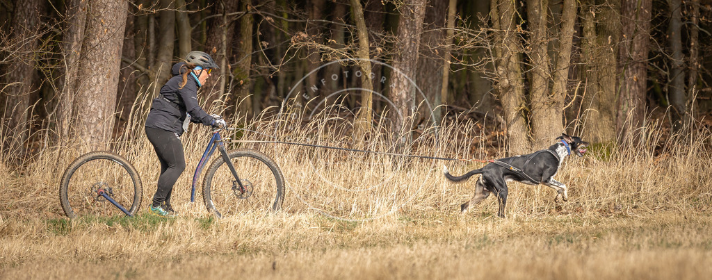 DV3A4802 | Hundefotografie, Tierfotograf, Pfotenfotografie, Fotoshooting Hund, Hunde Portrait, Hundesport, Hundeportraits, Heideshooting, Hunde, Sportfotograf, Hundefotograf, Turnierhundsport, THS,  - Realisiert mit Pictrs.com