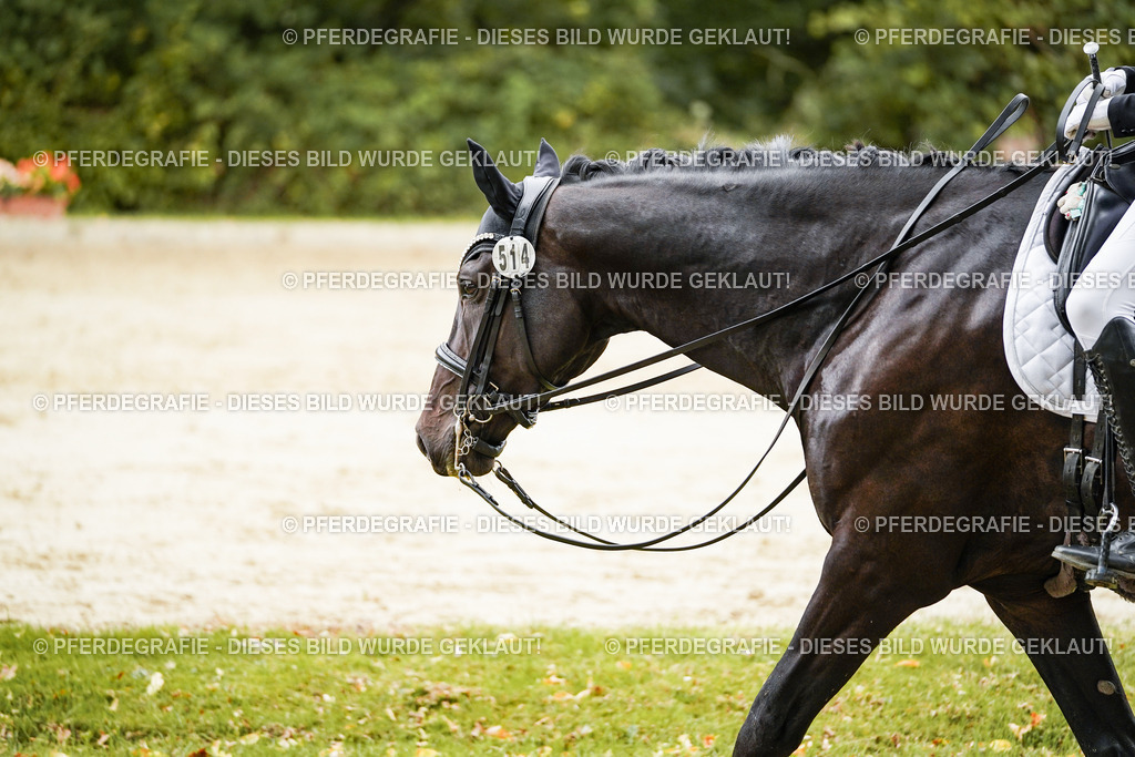 DSC04037 | Pferdegrafie