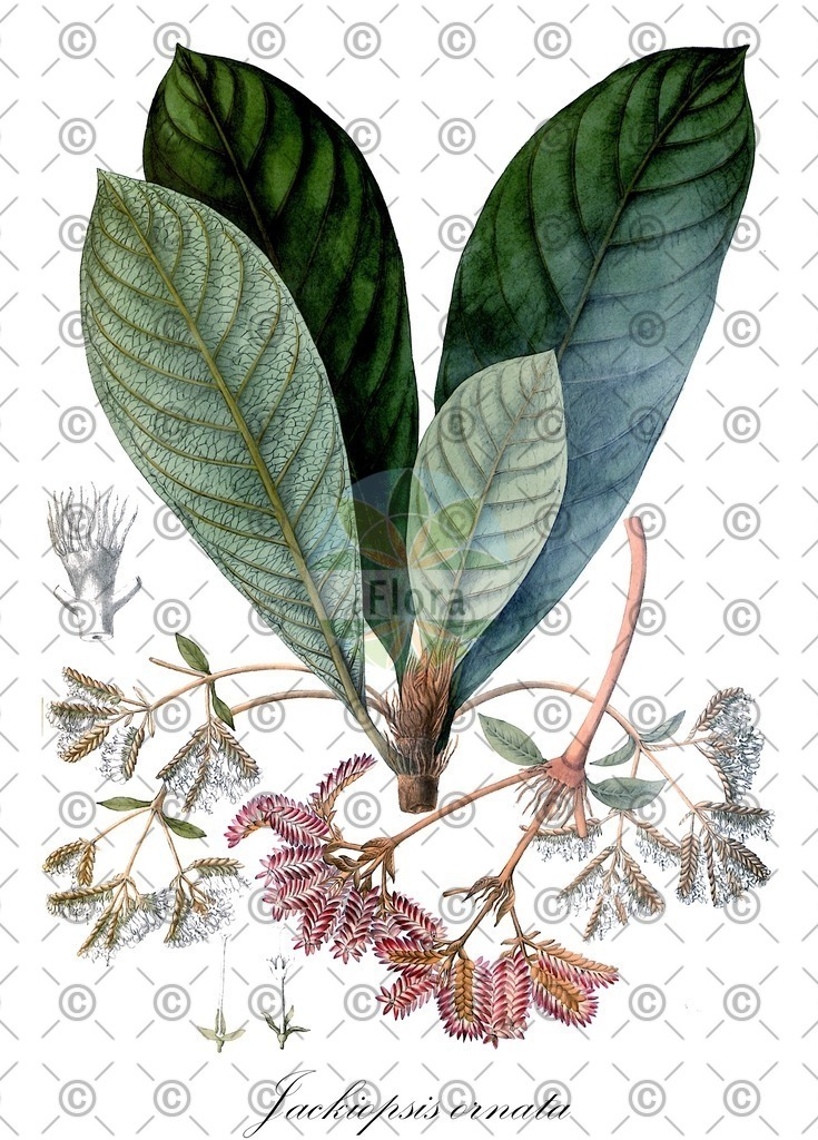 HistAbb_EMP_7002290_SRC_Schlechtendal_FLORAD_SIMPLE | Historische Abbildung von Jackiopsis ornata - Rubiaceae | Historical Illustration of Jackiopsis ornata - Rubiaceae