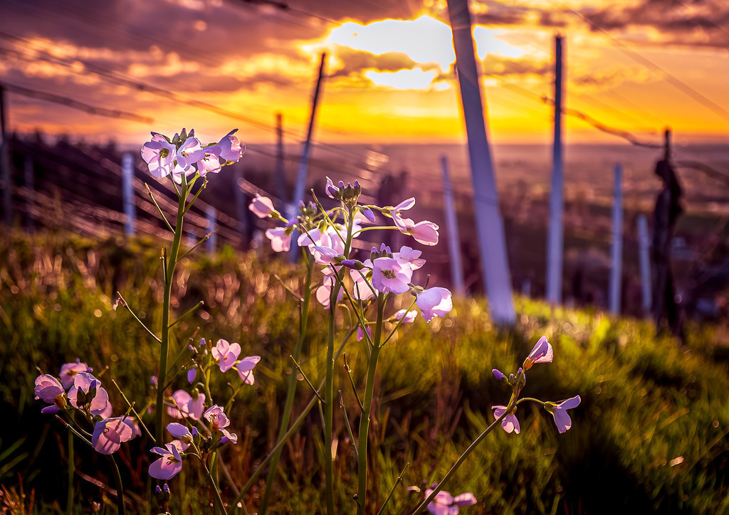 MPI_Blüten_0019 | Wiesenschaumkraut im Weinberg bei Bottenau - Realisiert mit Pictrs.com