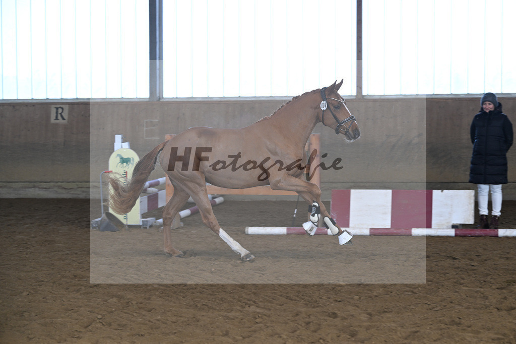 Kat-Nr. 4 Thuraus Giordano v. Giotto_Hummer_49250109 | hf-fotografie - Realisiert mit Pictrs.com