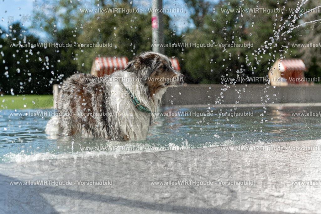 Hundeschwimmen_Volksbad_2026-allesWIRTHgut_Tierfotografie-2609061534-7R501619 | Professionelle Tierfotografie in Mönchengladbach von Daniel Wirth (allesWIRTHgut). Liebevolle & natürliche Bilder von Hunden & Katzen für unvergessliche Erinnerungen.