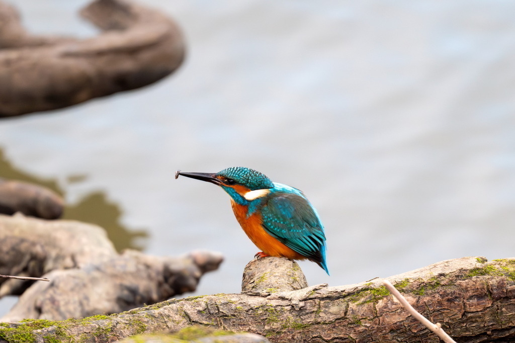 Eisvogel mit Beute | Ein kleiner Snack. - Realisiert mit Pictrs.com