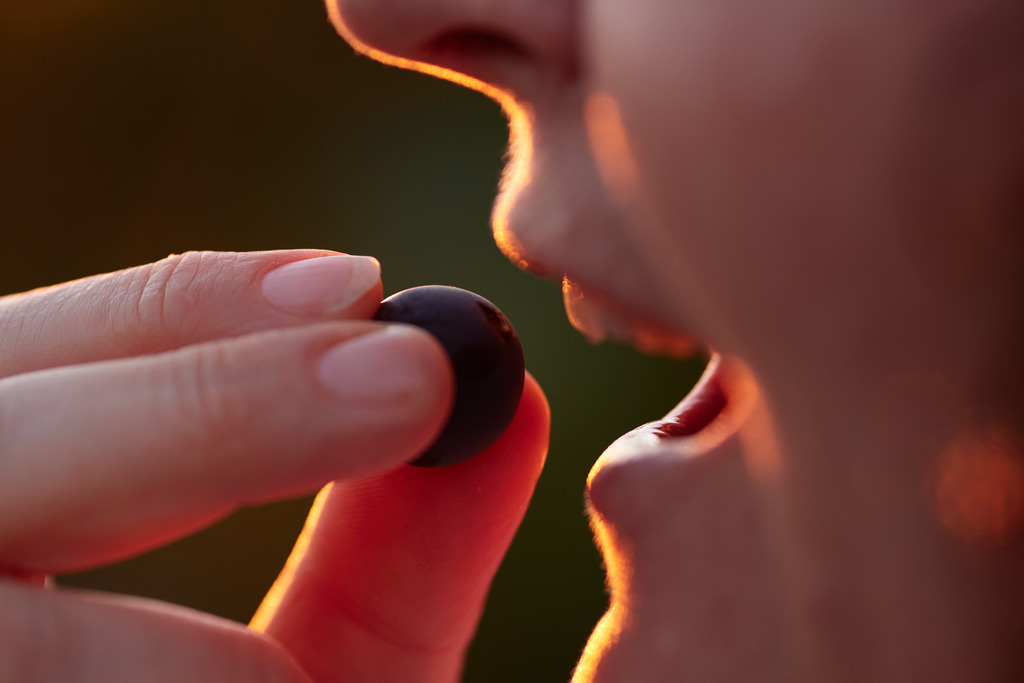 eine Uhudler Beere wird verkostet | Austria - September 25, 2021: eine Uhudler Beere wird von einer Frau verkostet. - Realisiert mit Pictrs.com