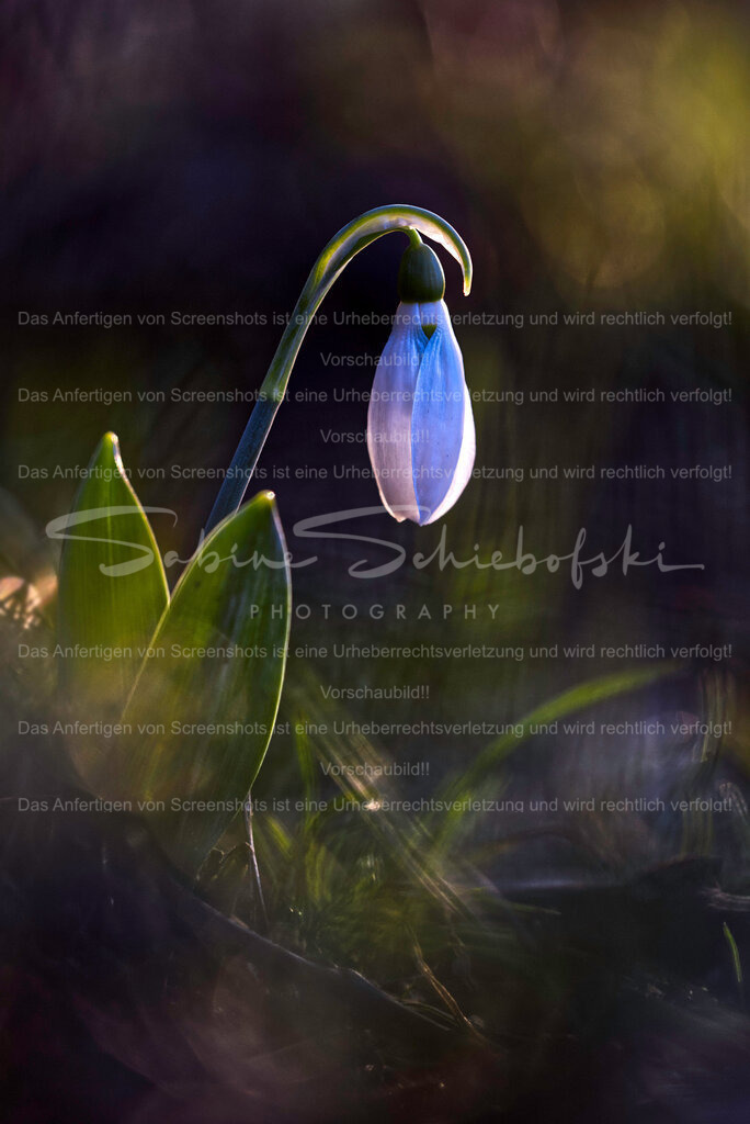 Schneeglöckchen  | People- und Tierfotografie, Imageaufnahmen, Veranstaltungsfotografie und Wandbilder aus der Natur ★ Made in Germany ✔️ Druck + Downloads ✔️ Naturfotografie in Top Qualität ★ schneller Versand, weltweite Lieferung! - Realisiert mit Pictrs.com