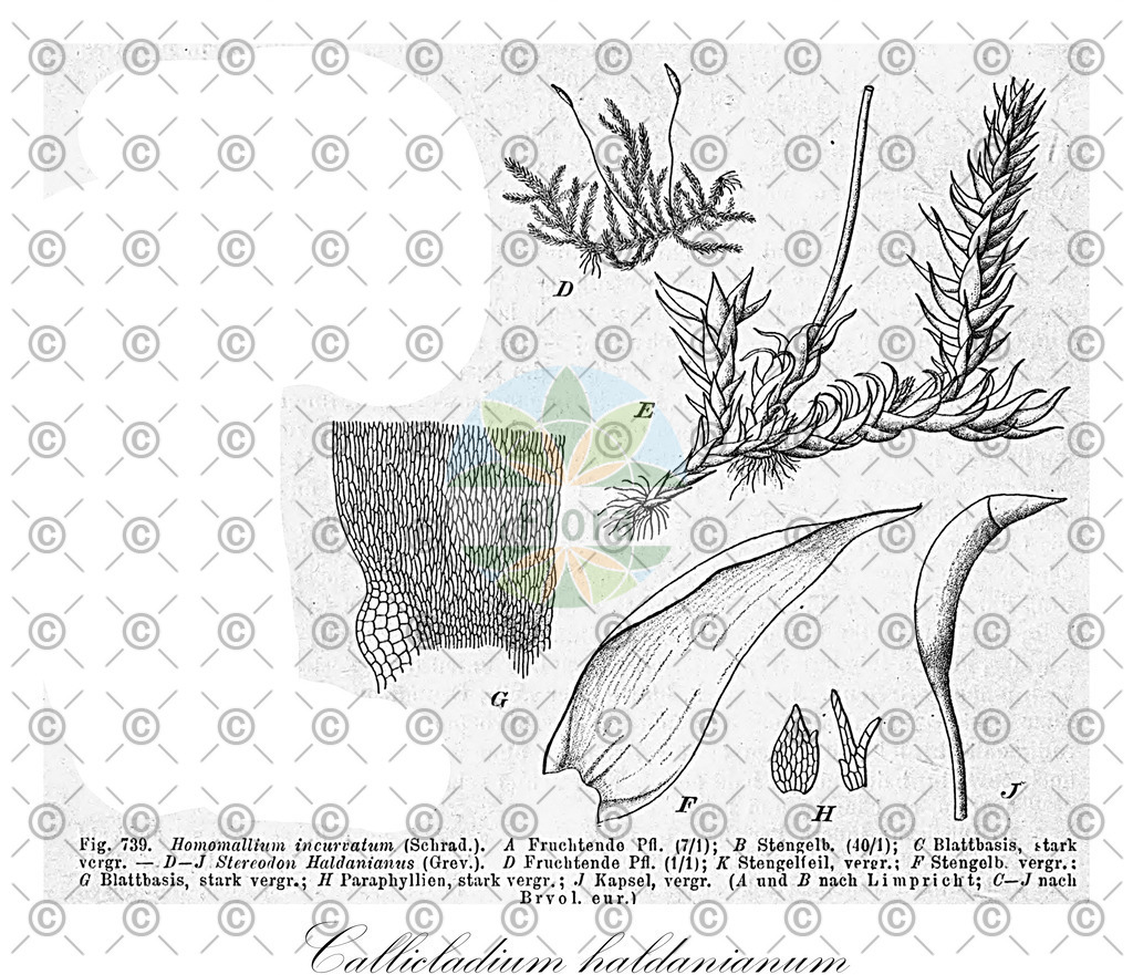 HistAbb_wfo-0000580319_1_ENZY_Simple | Historische Abbildung von Callicladium haldanianum - Callicladiaceae | Historical Illustration of Callicladium haldanianum - Callicladiaceae