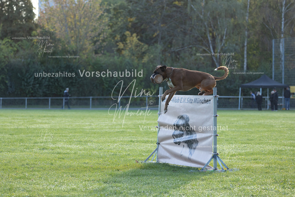 _16A6241 | Einzigartige Fotos von Hunden & Menschen –Actionfotos, Portraits, Vereinsaufnahmen & Paarshootings – authentisch, lebendig & mit Herz.