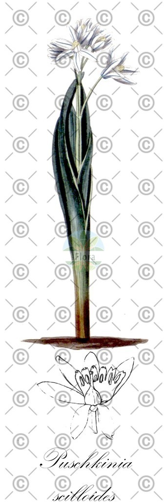 HistAbb_wfo-0000288964_1_ENZY_Simple | Historische Abbildung von Puschkinia scilloides - Asparagaceae (Kegelblume) | Historical Illustration of Puschkinia scilloides - Asparagaceae