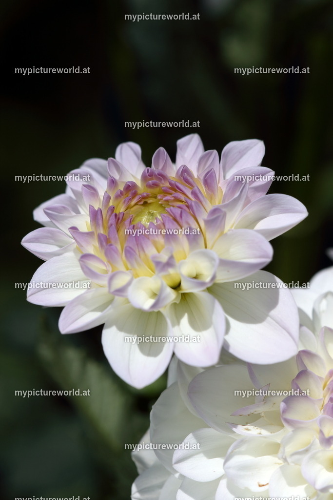 Dahlie-008 | Das Bilderarchiv über Tiere, Planzen und Landschaften. In der Bilddatenbank finden Sie ein große Auswahl an hochwertigen Bilder für Ihre Werbung - Realisiert mit Pictrs.com