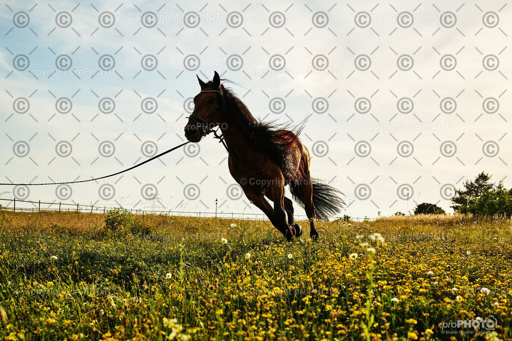 389_202406_Niki-Herodes_NZ9_0406 | proPHOTO - Realisiert mit Pictrs.com