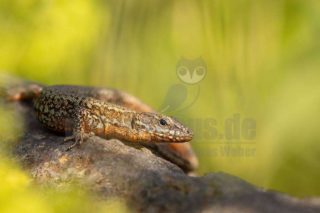 R5NF4038_20240622 | 
Beschreibung
Kletterkünstlerin in warmen Hanglagen und Weinbergen
Die Mauereidechse besiedelt offene, wärmebegünstigte Lebensräume wie Stein- und Felshänge, Schotterbetten von Gleisanlagen, aber auch insbesondere Weinberge, die geprägt sind durch ein kleinräumiges Mosaik an Sonnen-, Versteck- und Eiablageplätzen, Nahrungsgründen sowie Winterquartieren. Durch Flächenverlust, Verlust an kleinräumig gegliederten Lebensräumen und Nutzungssteigerung im Weinbau ist sie besonders gefährdet. - Realisiert mit Pictrs.com