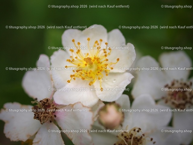 titusgraphy-P6080431_var-101 | Fotokunstarbeit aus der INSTAGRAM-Gallerie auf titusgraphy.eu - Realisiert mit Pictrs.com