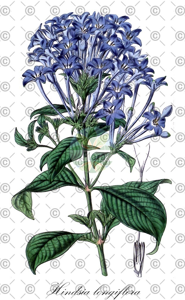 HistAbb_wfo-0000659498_1_ENZY_Simple | Historische Abbildung von Hindsia longiflora - Rubiaceae | Historical Illustration of Hindsia longiflora - Rubiaceae