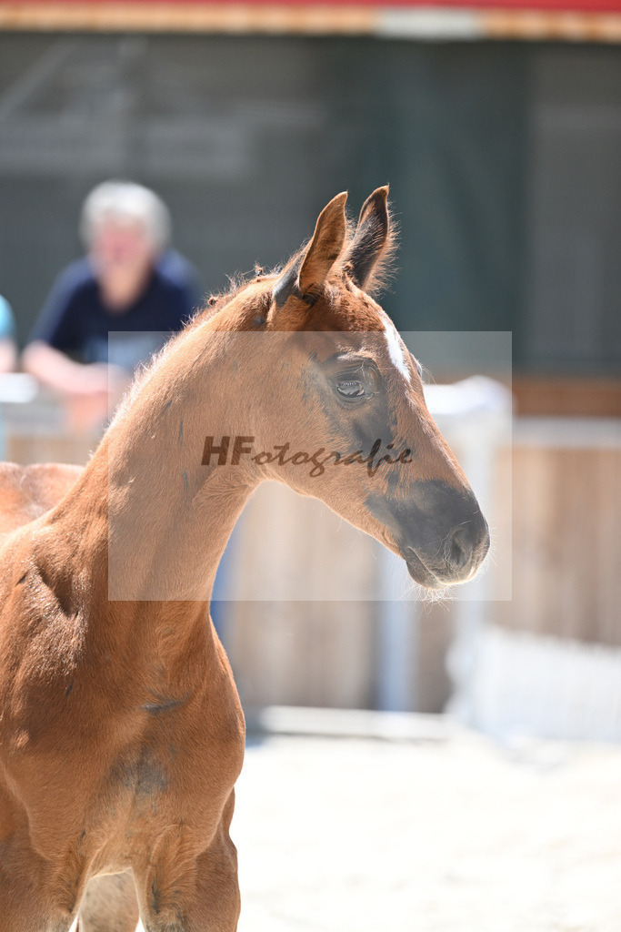 Kat-Nr. 8 SF Bonds_Hummer_16230722 | hf-fotografie - Realisiert mit Pictrs.com