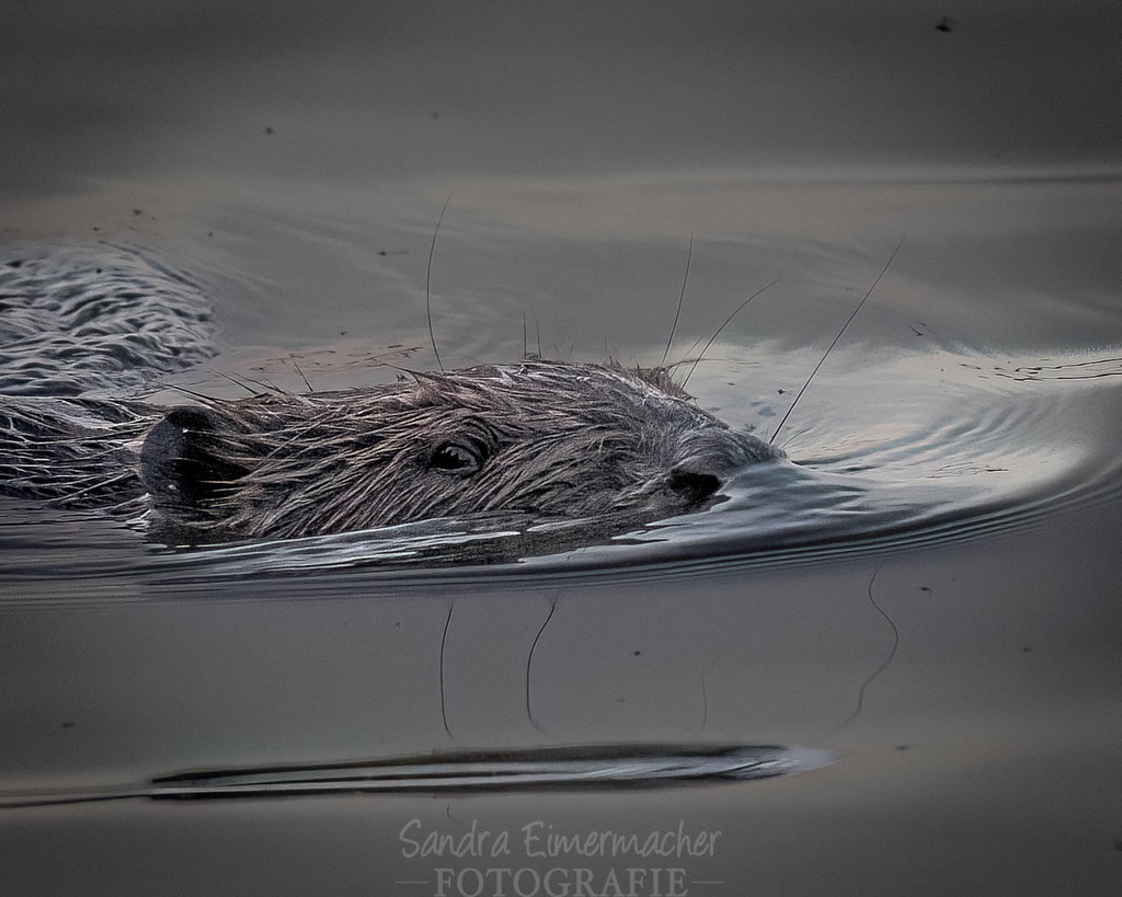 Biber | Biber schwimmt im Altmühlsee - Realisiert mit Pictrs.com