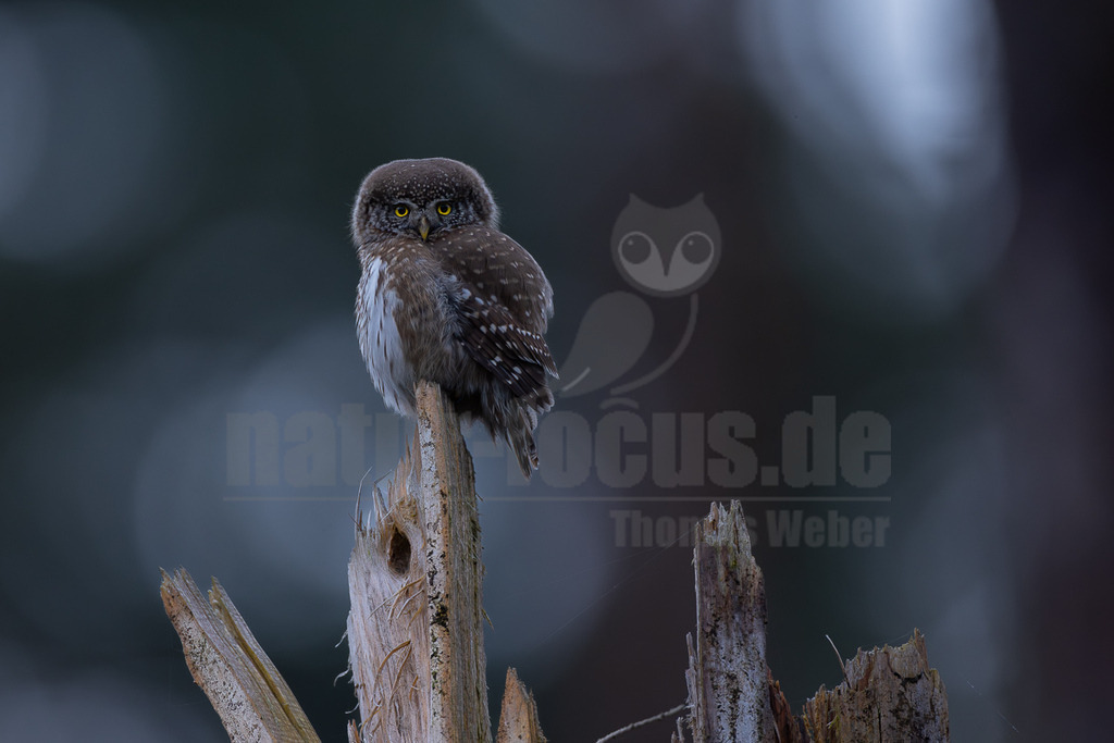R5M27846_20260403 | Ein kleiner Sperlingskauz (Glaucidium passerinum) sitzt auf einem zerbrochenen Baumstumpf und blickt aufmerksam in die Kamera. Sein Gefieder ist braun-weiß gesprenkelt, und seine leuchtend gelben Augen stechen hervor. Der Hintergrund ist unscharf und dunkel, was die Konzentration auf den Vogel verstärkt. - Realisiert mit Pictrs.com