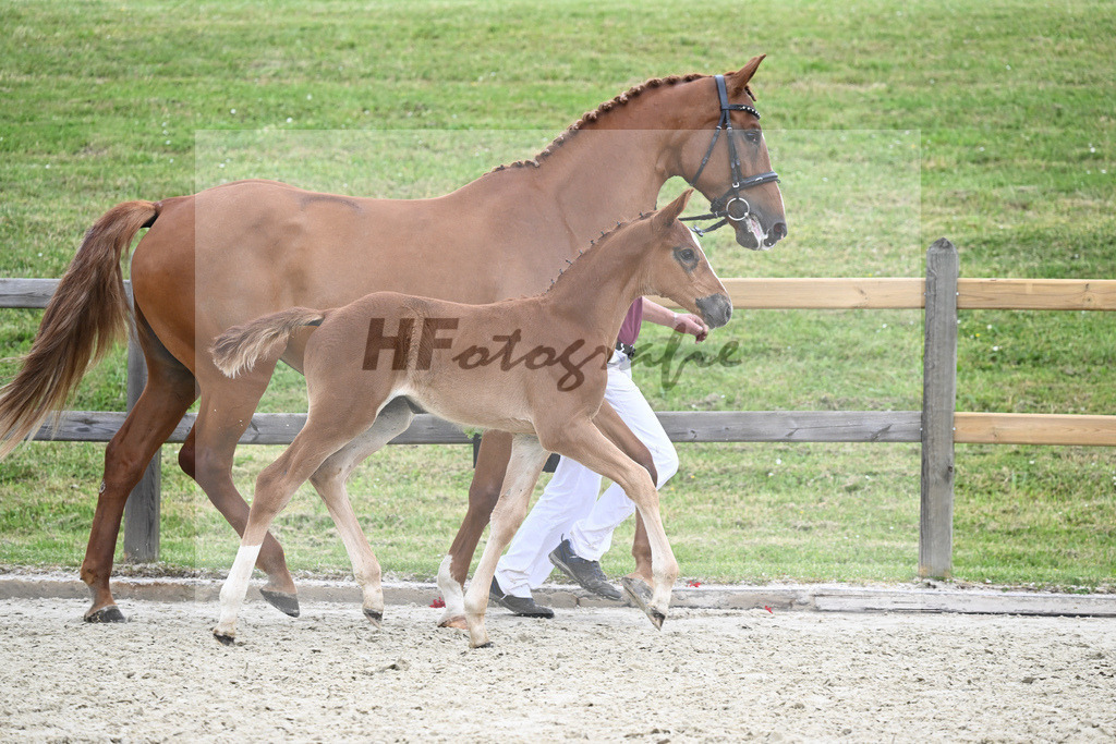 Kat-Nr. 33 SF Denzel von het Meulenhof_Feigl_17231253 | hf-fotografie - Realizzato con Pictrs.com