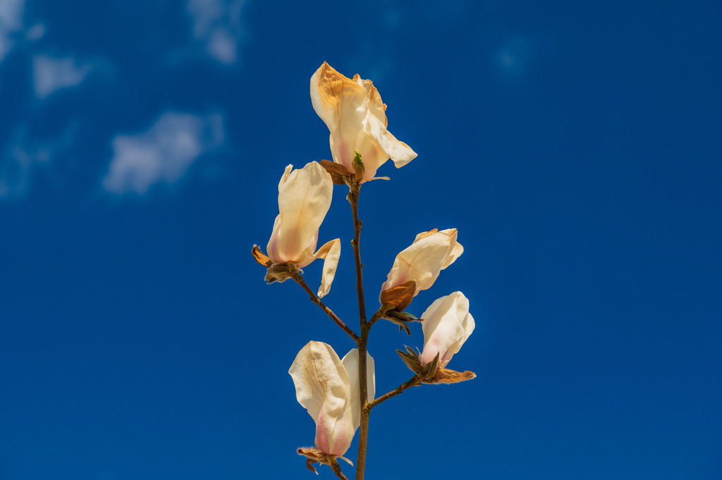 2025_04_06_HH-BOTANISCHER GARTEN+JENISCHPARK+ELBE_MCP7278 | Hochwertig gedruckte Fotografien für die Wand, als Kalender und zum Verschenken. Hamburg & Norddeutschland und überall wo ich mit der Kamera unterwegs war.