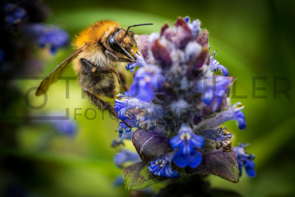 DSC06820 | Tinu Müller Fotografie- Bildershop - Realisiert mit Pictrs.com